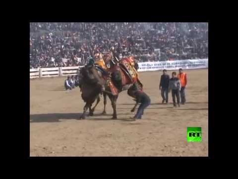 مهرجان مصارعة الإبل في تركيا