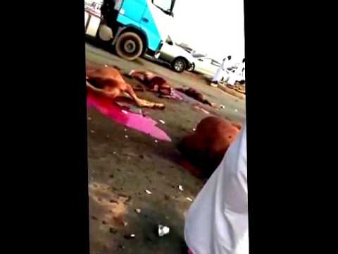 حادث مروع بين سيارة كامري و12 ناقة