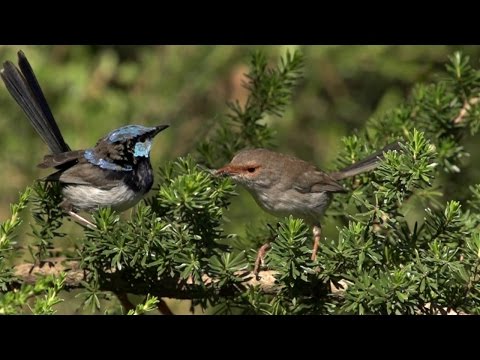 أبطال الطيور الأسترالية الجميلة