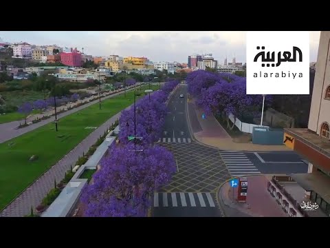 شاهد أبها تتباهى بثوبها البنفسجي والأغنام تجتاح مدينة تركية