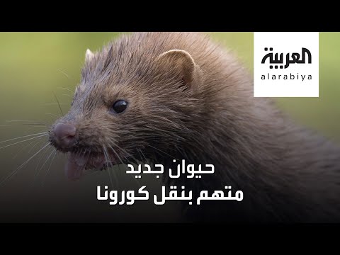 شاهد حيوان جديد متهم بنقل فيروس كورونا للبشر