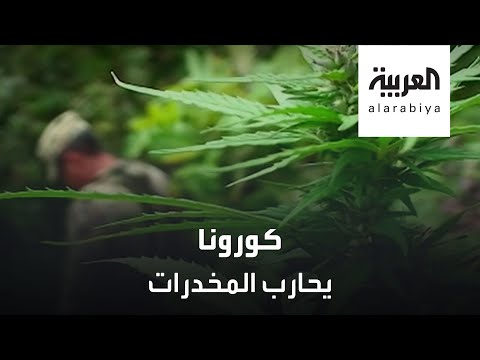 شاهد كورونا جندي يُحارب انتشار المواد المخدرة عالميًا