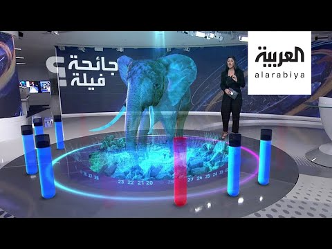 شاهد مرض غامض بين الفيلة يقتل العشرات من الطيب العملاق في بوتسوانا