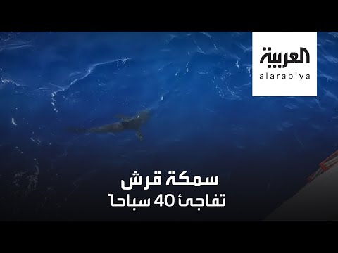 شاهد لقطات مرعبة لسمكة قرش عملاقة تهاجم 40 شخصًا في أميركا