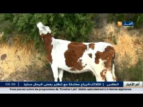 تعرف على أهم أخبار الولايات الجزائرية