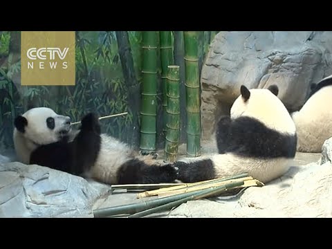 worlds only living giant panda triplets celebrate second birthday