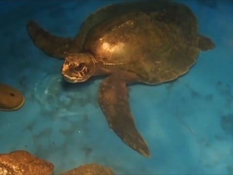 rare sea turtle found in north wales