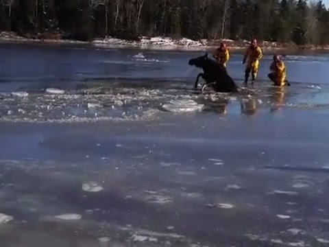 crews rescue trapped moose from icy river