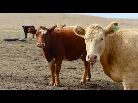 on us beef imports imposed after mad cow scare