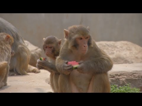 animals enjoy refreshing summer snacks