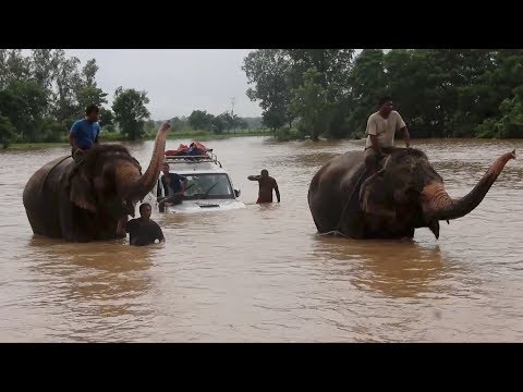 elephants help tourists