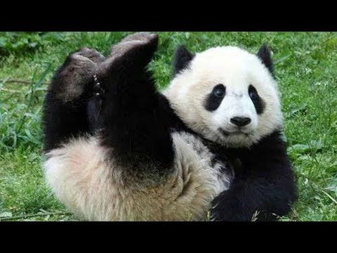 panda cubs taking a tumble