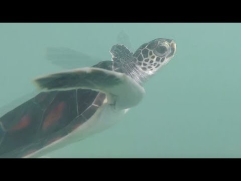 bon voyage 83 endangered sea turtles off