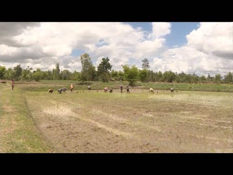 a journey traces back thai fragrant rice