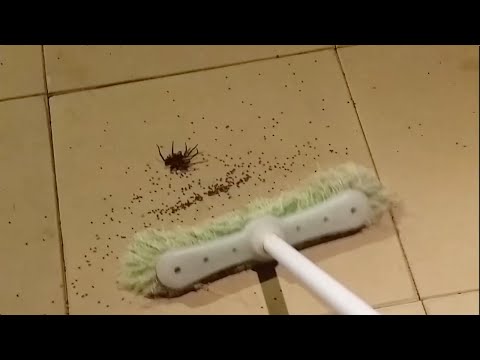 if you’re scared of spiders don’t watch this