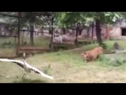 fearless crane fights off 2 tigers