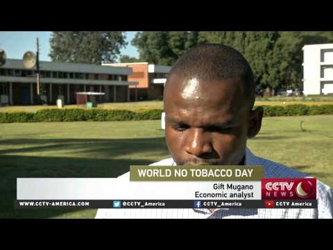 campaign signals bleak future for zimbabwes tobacco farmers