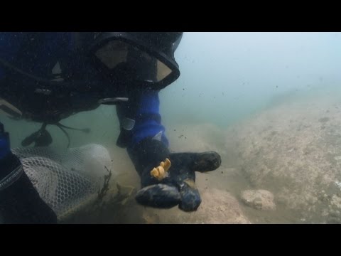 cracking and stacking urchins