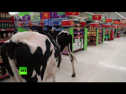 cows march through supermarket in milk protest