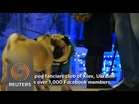 pugs hit fashion runway at christmas market