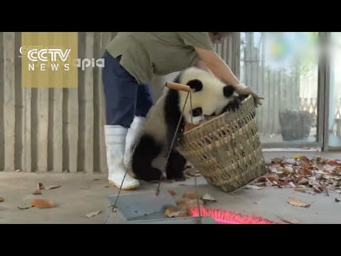 watch giant pandas create trouble as staff