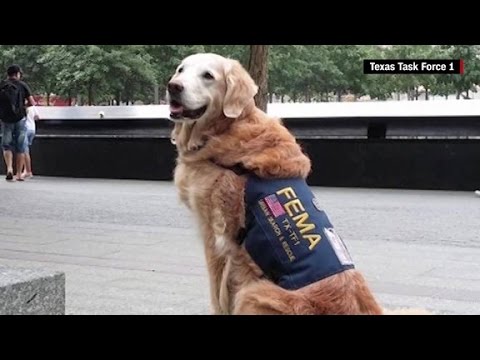 last 911 rescue dog laid to rest