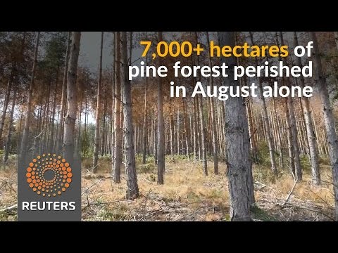 bark beetle poses serious threat to bulgarias pine forests