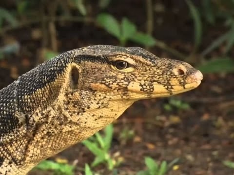 raw lizards overrun bangkok park