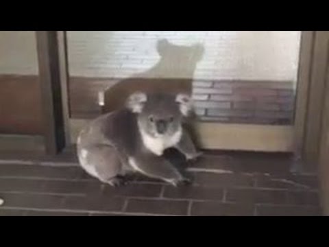 koala casually walks into