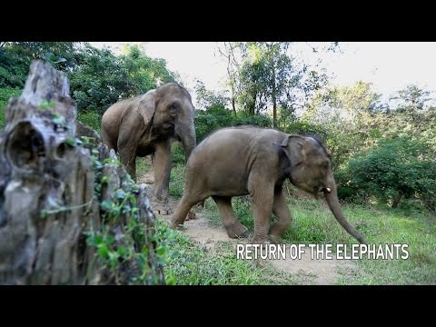 return of the elephants