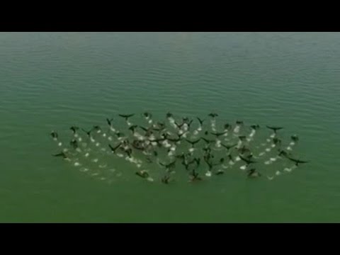 migration takes flight over northwest china lake