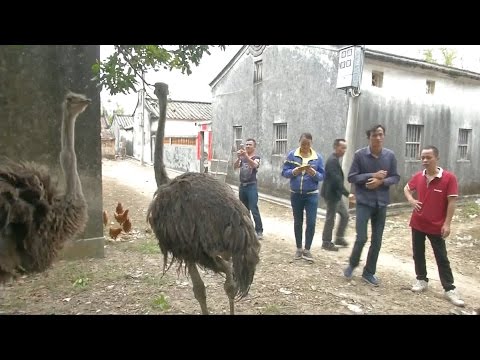 ostrich runs amok in chinese village