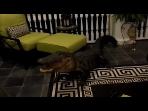 alligator climbs onto