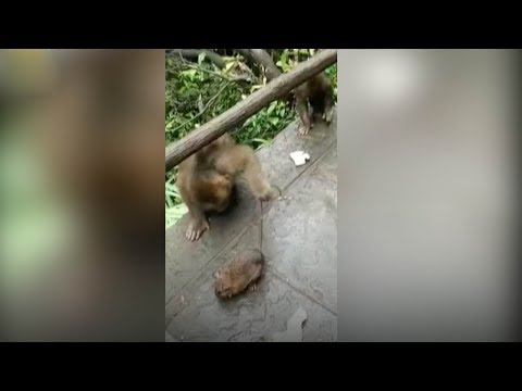 cheeky monkey mouse befriends monkeys