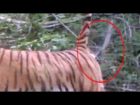 ewww…wild siberian tiger farts