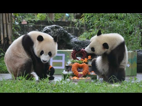 twins celebrate second birthday