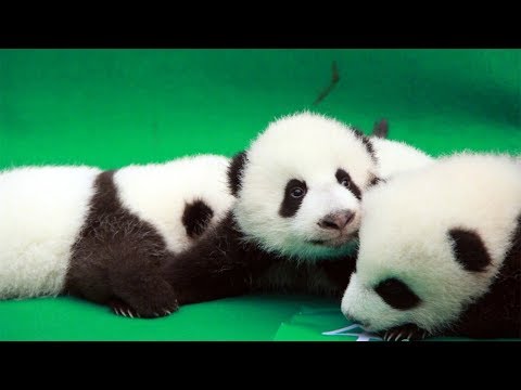 cute alert 11 giant panda cubs make