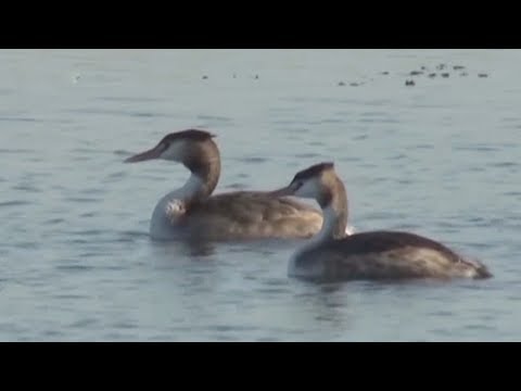 tens of thousands of birds stop