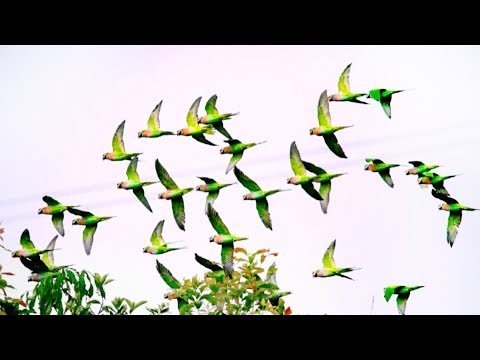 parrot rain falls in china