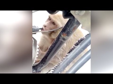 petroladdict monkey caught stealing fuel