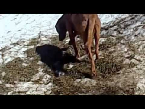 young grizzly and dog