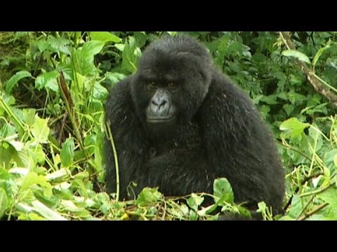 saving the mountain gorillas