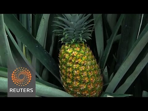 the pineapple enjoyed by people worldwide